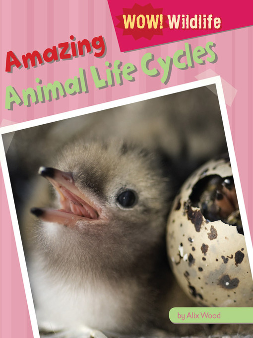 Cover image for Amazing Animal Life Cycles